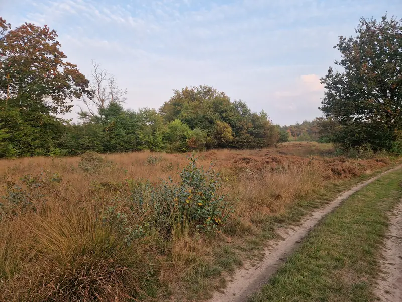 Een zandpad langs hoog gras en heide, met bomen erachter.